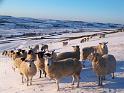 Sheep_in_snow